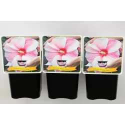 Hibiscus KOPPER KING ®