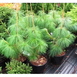 Himalajinė pušis - Pinus wallichiana