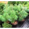 Himalajinė pušis - Pinus wallichiana