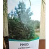 Himalajinė pušis - Pinus wallichiana