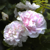 Rožė - Rosa MARTIN FROBISHER ®