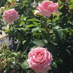 Rožė - Rosa FREDERIC MISTRAL ®