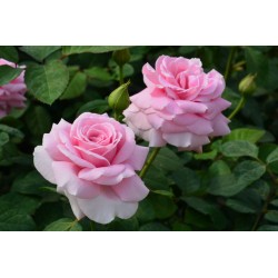 Rožė - Rosa FREDERIC MISTRAL ®