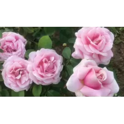 Rožė - Rosa FREDERIC MISTRAL ®