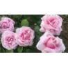 Rožė - Rosa FREDERIC MISTRAL ®