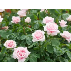 Rožė - Rosa FREDERIC MISTRAL ®