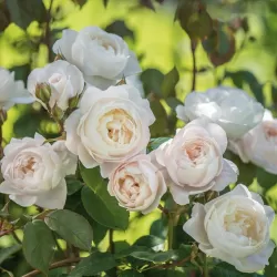 Rožė - Rosa DESDEMONA