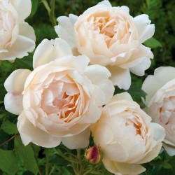 Rožė - Rosa WOLLERTON OLD HALL®