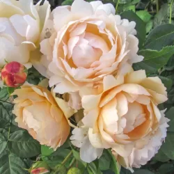 Rosa WOLLERTON OLD HALL®