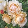 Rožė - Rosa WOLLERTON OLD HALL®