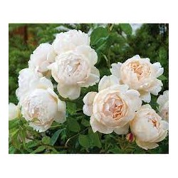 Rožė - Rosa WOLLERTON OLD HALL®