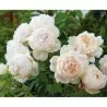 Rosa WOLLERTON OLD HALL®