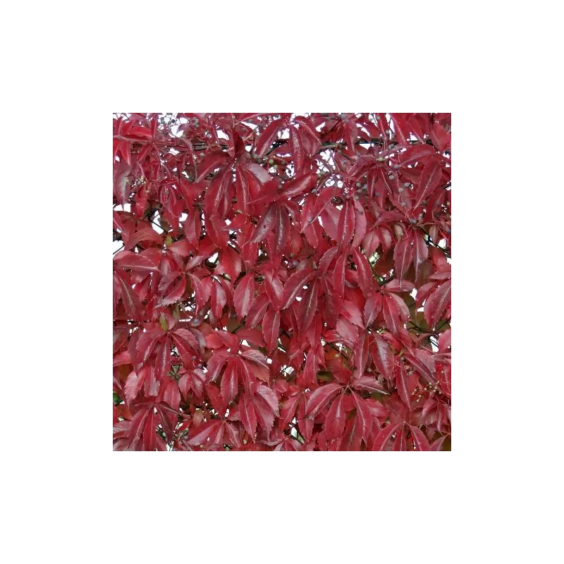 Penkialapis vinvytis - Parthenocissus quinquefolia