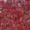 Penkialapis vinvytis - Parthenocissus quinquefolia