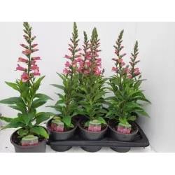 copy of Penstemon White Bedder P9 skirta želdiniams