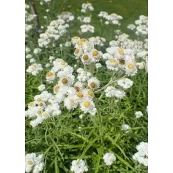 Perlamutrinis anafalis (šlamainis) - Anaphalis margaritacea