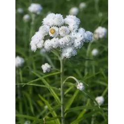 Perlamutrinis anafalis (šlamainis) - Anaphalis margaritacea