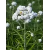 Perlamutrinis anafalis (šlamainis) - Anaphalis margaritacea