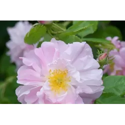 Rožė - Rosa CELSIANA ®