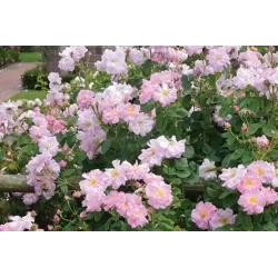 Rožė - Rosa CELSIANA ®