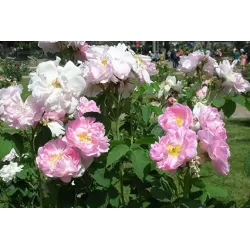 Rožė - Rosa CELSIANA ®