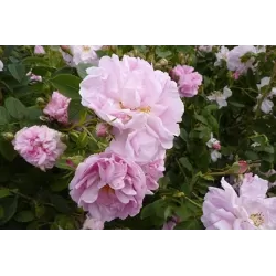 Rožė - Rosa CELSIANA ®