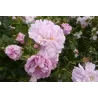 Rožė - Rosa CELSIANA ®