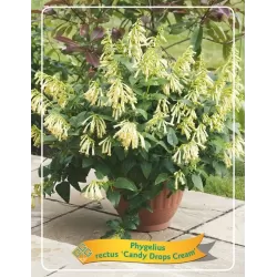 Phygelius rectus CANDY DROPS CREAM