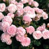Rožė - Rosa LARISSA ®