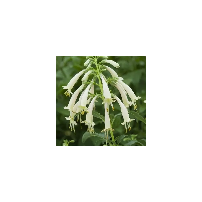 Phygelius rectus CANDY DROPS CREAM