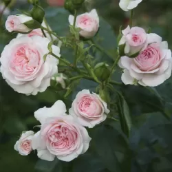Rožė - Rosa LARISSA ®