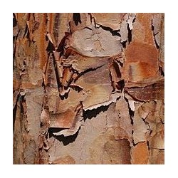 Pilkasis klevas - Acer griseum
