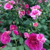 Rožė - Rosa GABRIEL OAK ®