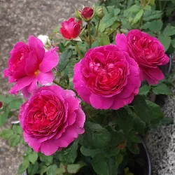 Rožė - Rosa GABRIEL OAK ®