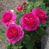 Rožė - Rosa GABRIEL OAK ®