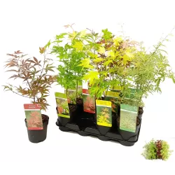 Plaštakinis klevas - Acer palmatum ANNE-IRENE