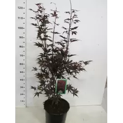 Plaštakinis klevas - Acer palmatum BLOODGOOD