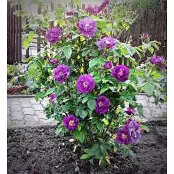 Rožių krūmai internetu su pristatymu į namus