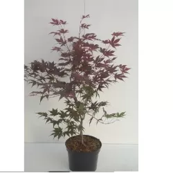 Acer palmatum Bloodgood C10 100-125
