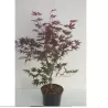 Plaštakinis klevas - Acer palmatum BLOODGOOD
