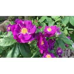 Rožių krūmai internetu su pristatymu į namus