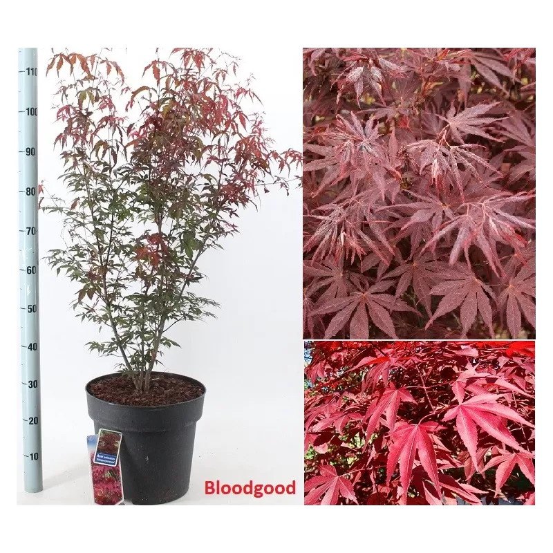 Plaštakinis klevas - Acer palmatum BLOODGOOD