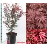 Plaštakinis klevas - Acer palmatum BLOODGOOD