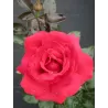 Rožė - Rosa GRANDE CLASSE