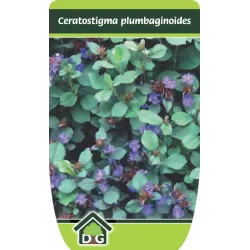 Ceratostigma plumbaginoides