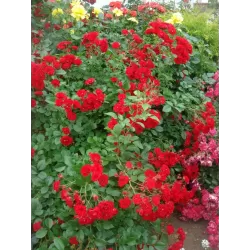 Rožių krūmai internetu su pristatymu į namus