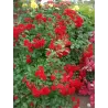 Rožė - Rosa SCARLET MEIDILAND