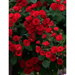 Rožių krūmai internetu su pristatymu į namus