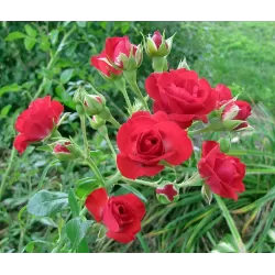 Rožių krūmai internetu su pristatymu į namus