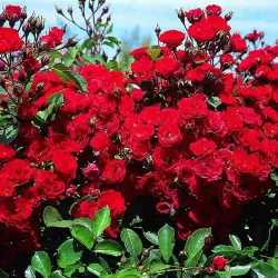 Rožių krūmai internetu su pristatymu į namus